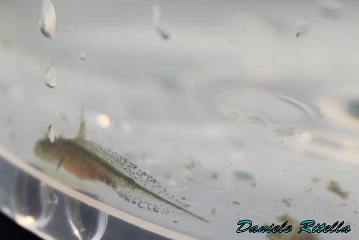 Lissotriton vulgaris meridionalis: reportage fotografico!